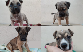 cuccioli