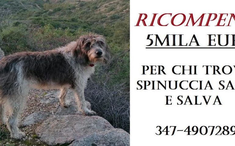 Spinuccia, scomparsa in Sardegna 2 mesi fa: ricompensa di 5mila euro per il suo ritrovamento