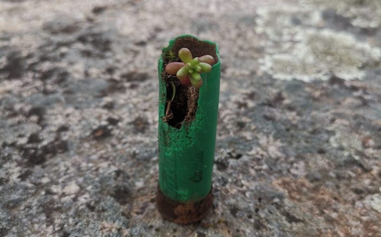 La foto. La natura e la vita si riprendono il loro spazio, anche dentro un bossolo di cartuccia