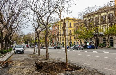 Jacaranda nel Largo Carlo Felice