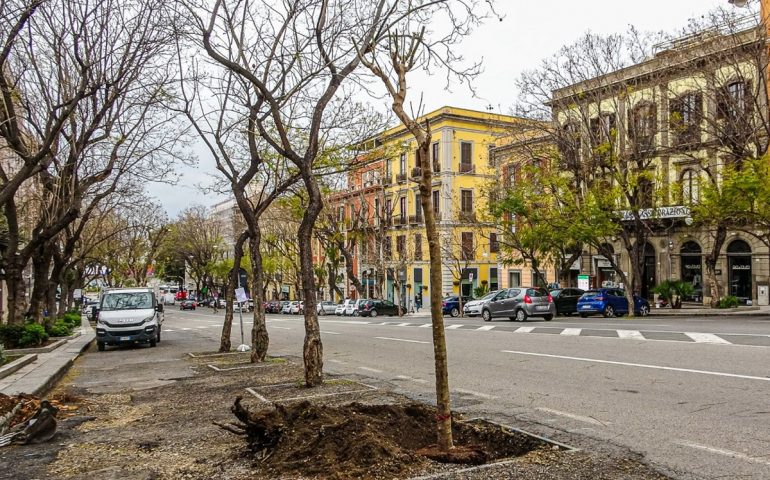 Jacaranda nel Largo Carlo Felice