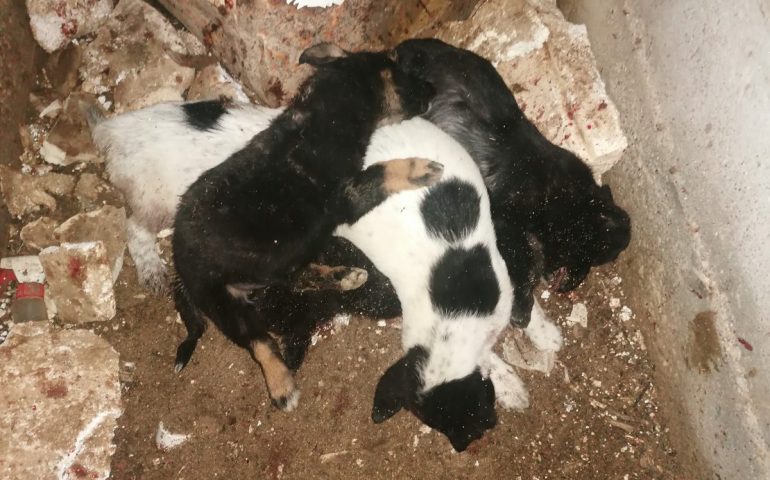 Nuoro, sei cagnolini e la loro madre crudelmente massacrati