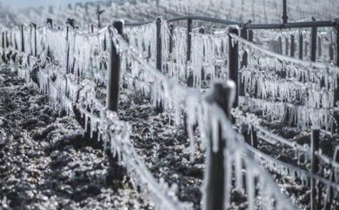 Oliena, le gelate rovinano l’eccellente produzione vitivinicola. Chiesta la calamità naturale