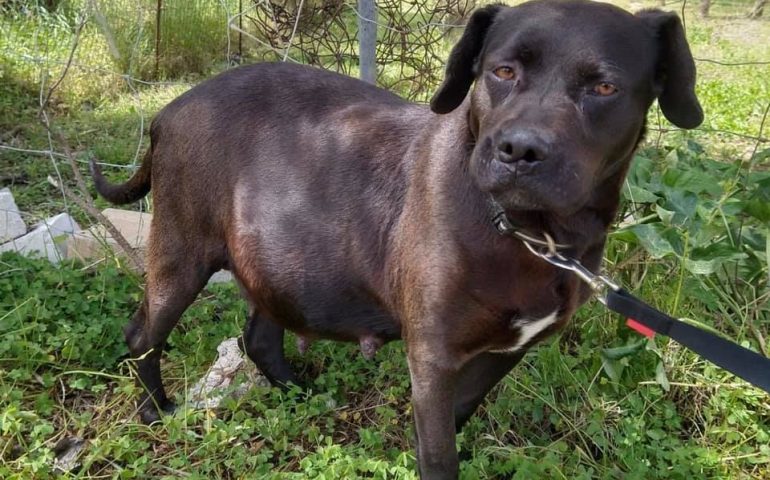 Sardegna. Abbandonata incinta e con una coperta: insieme a lei anche un gattino malato