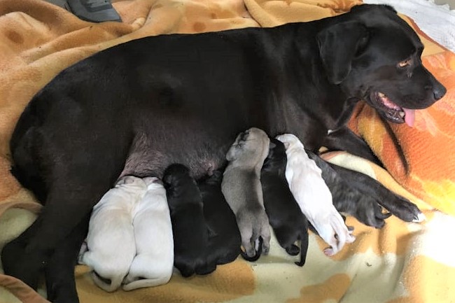 Vi ricordate di lei? Era stata abbandonata incinta: ora è diventata mamma di 12 bellissimi cuccioli