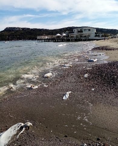 L’arenile del Poetto invaso da sacchetti di plastica