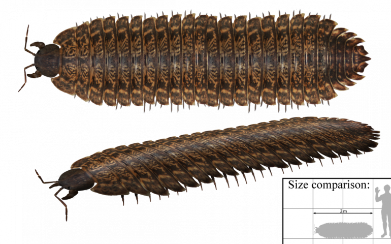 Iglesias, trovato un frammento fossile di Arthropleura armata, il preistorico millepiedi gigante