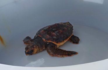 caretta-caretta-tartaruga-paola