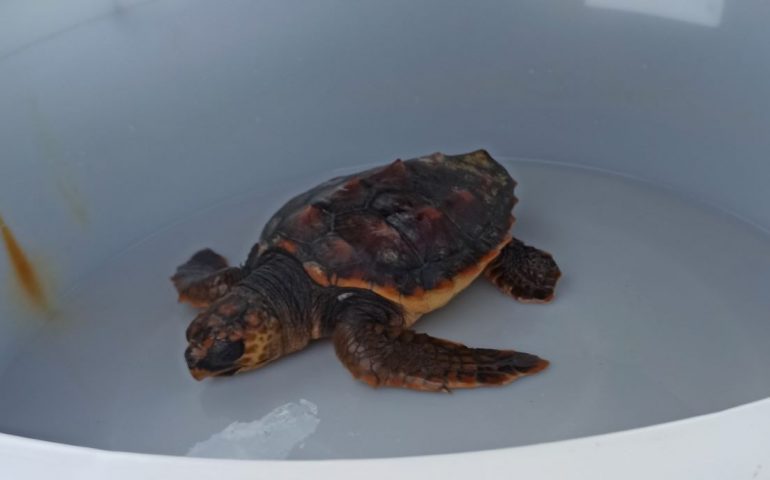 Dalla plastica un pericolo per gli animali. In Sardegna disavventura a lieto fine per la tartaruga “Paola”: recuperata e soccorsa dopo costipazione intestinale