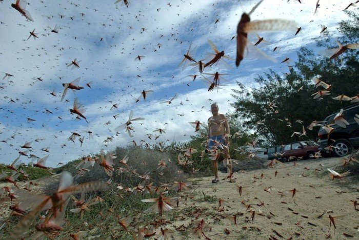 Sardegna. Allarme agricoltura: “Milioni di cavallette nei campi stanno divorando le colture”