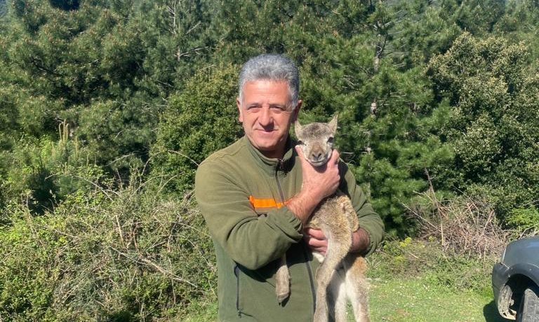 La storia di “Gairuccio” il cucciolo di muflone salvato dai dipendenti Forestas e mamma mufla