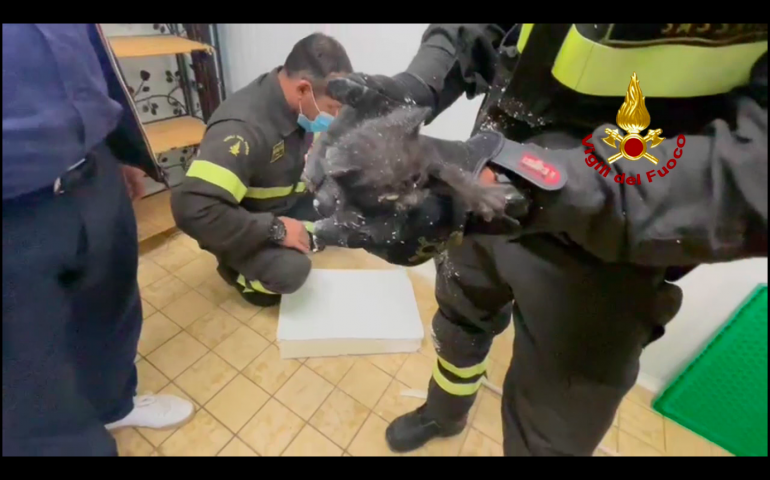 Loiri Porto San Paolo, i Vigili del Fuoco salvano un gattino