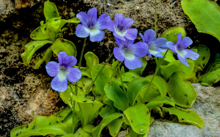 Pinguicula Sehuensis, una rarissima specie di pianta carnivora che vive in Sardegna