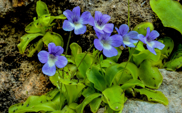 In Sardegna vive una rarissima specie di pianta carnivora, la Pinguicula Sehuensis