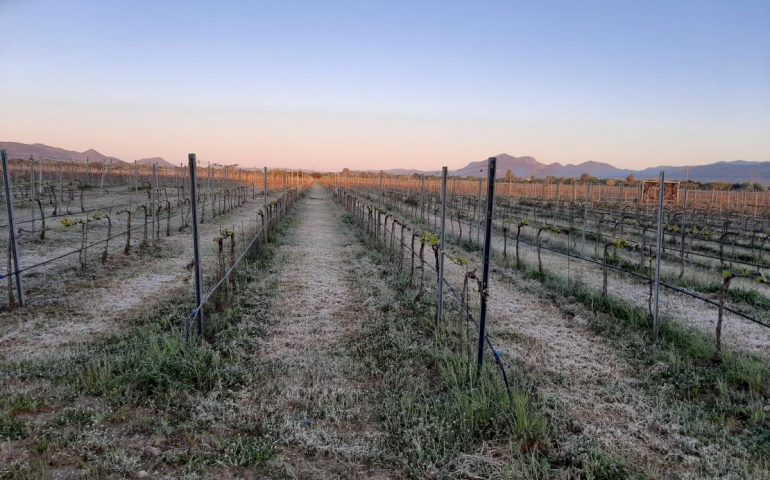 Sardegna, Coldiretti denuncia: “Agricoltura in ginocchio, urgente lo sblocco dei pagamenti”