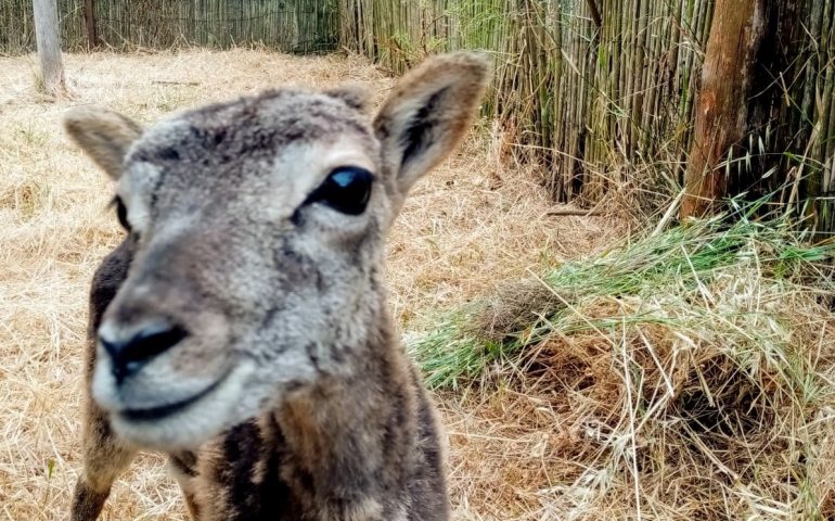 Seui, a Montarbu gli uomini di Forestas salvano un mufloncino ferito