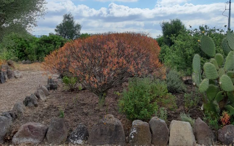 Il “Giardino Botanico del Monte Arci” apre al pubblico: un’esperienza sensoriale nei profumi del territorio