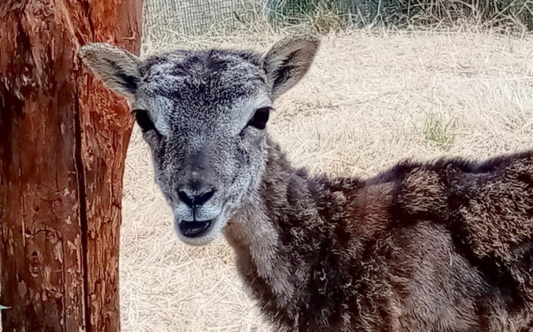 Forestas, è curato il cucciolo di muflone di Montarbu: presto ritornerà nei boschi di Seui