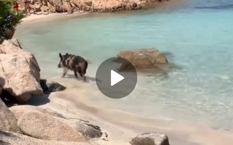 (VIDEO) Maiale selvatico ruba lo zaino a una turista in spiaggia a Caprera