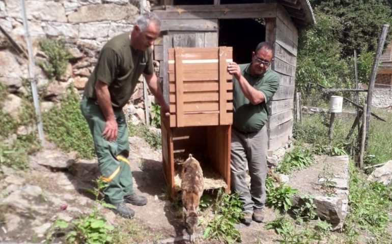 Ritorna nella sua foresta la cuccioletta di muflone curata nel Centro di Fauna Selvatica