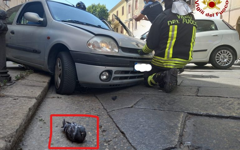 Un piccione entra nell’abitacolo: conducente perde il controllo del mezzo e si scontra frontalmente con un’auto