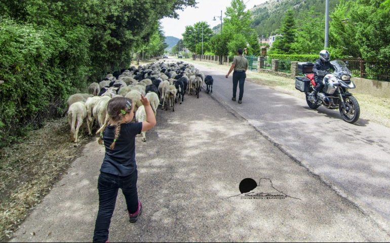 La foto dei lettori. Ogliastra, l’antica tradizione della transumanza: la piccola Aurora guida il gregge