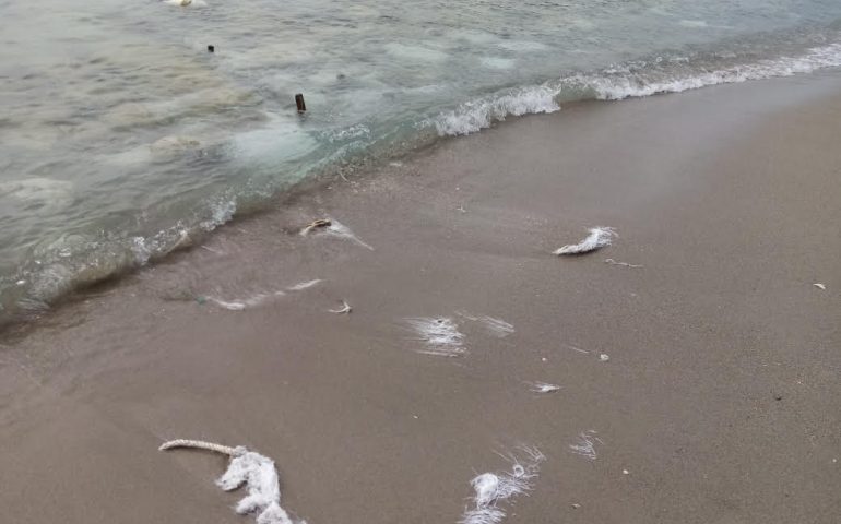 “Subito la bonifica ambientale dai sacchi di nylon della spiaggia del Poetto, inquinano e sono pericolosi”