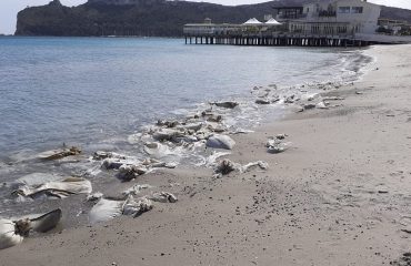 Cagliari, Poetto, sacchi sulla battigia (15 marzo 2021) - Copia