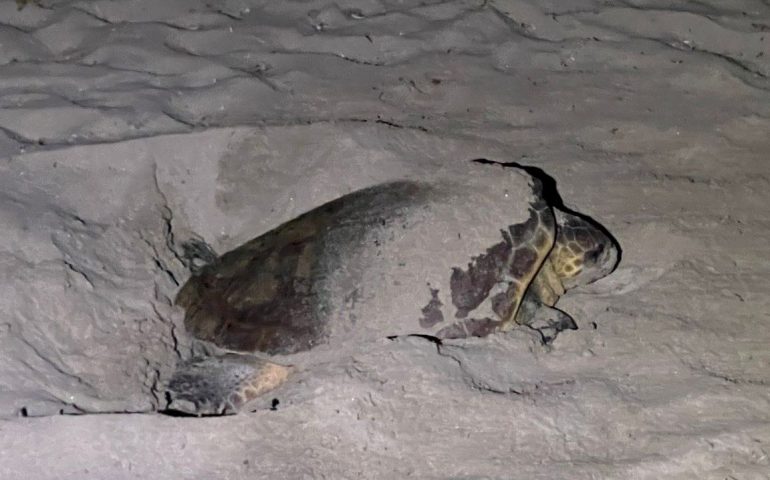 Nella spiaggia di Pula la caretta caretta depone le uova: la natura offre spettacolo