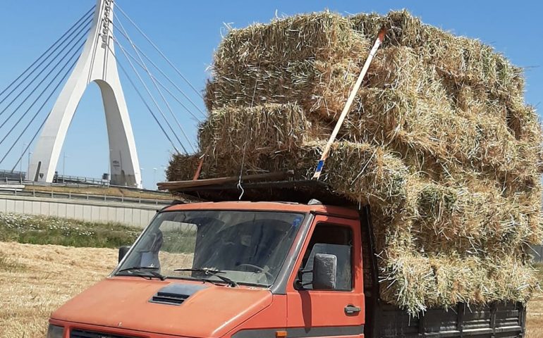 Incendi, interventi urgenti per le aziende e animali danneggiati dal fuoco: già da lunedì il primo carico di fieno d’orzo e avena