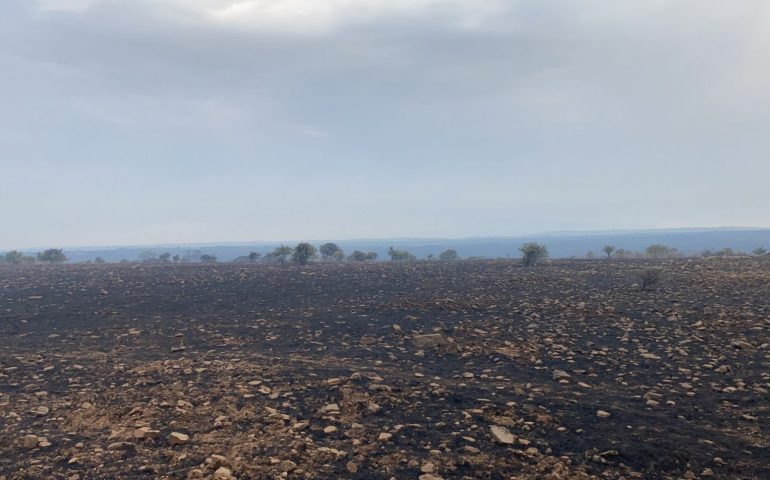 Incendi in Sardegna, Coldiretti: “Una vera catastrofe, campagne sotto assedio”
