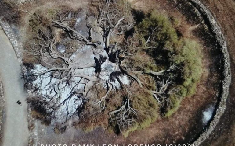 La foto. L’ulivastro millenario di Cuglieri dopo l’incendio