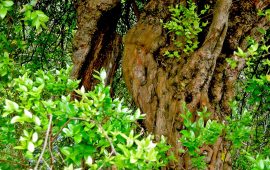 Lo sapevate? Gli alberi di mirto più grandi del Mondo si trovano in Sardegna. Scoprite dove