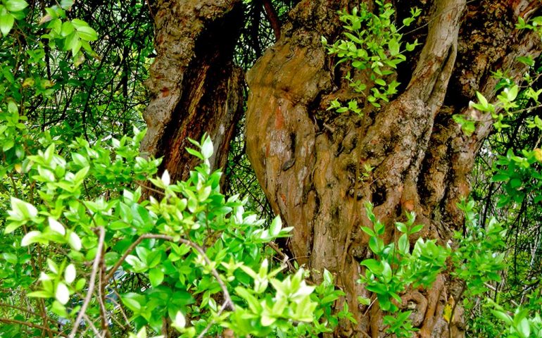 Lo sapevate? Gli alberi di mirto più grandi del Mondo si trovano proprio in Sardegna. Ecco dove