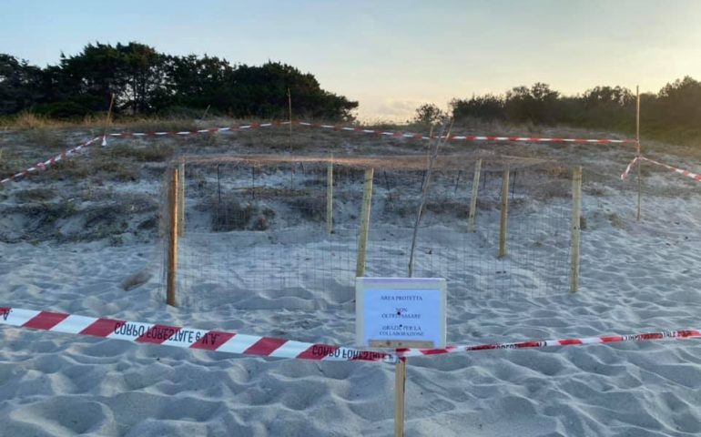 Italia, record di nidificazioni Caretta Caretta: cinque le spiagge della Sardegna dalle tartarughe marine