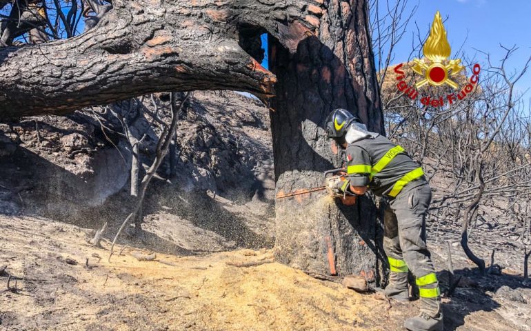 Tristezza a Cuglieri, abbattuto un grosso esemplare di pino marittimo: troppo compromesso dagli incendi