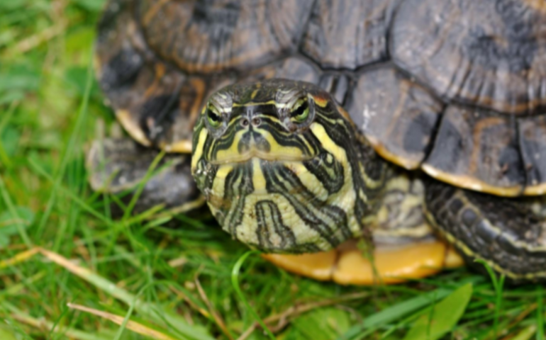 Sardegna, recuperate 3 tartarughe palustri americane: minaccia per specie autoctone e salute umana
