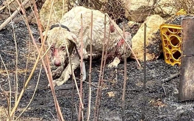 “Non soffre più”: è morto Angelo, il cane pastore simbolo degli incendi in Sardegna