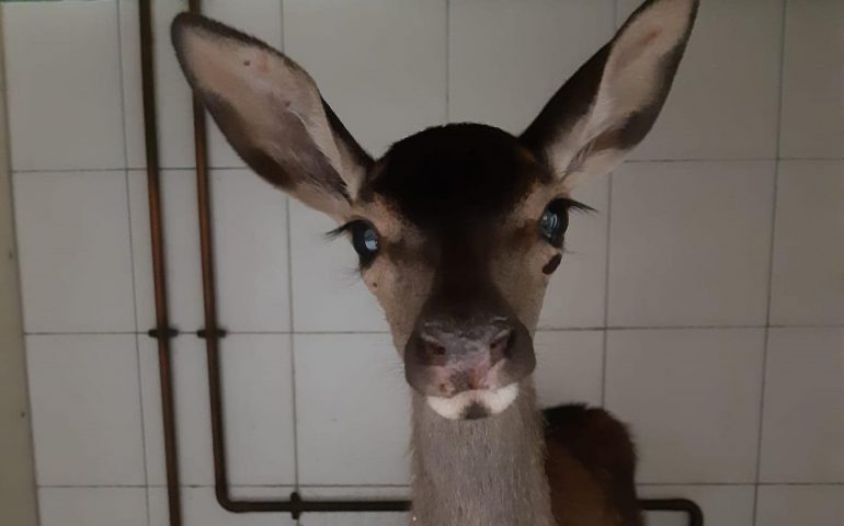 Lussurzesa, salvata dalle fiamme di Santu Lussurgiu. I veterinari: “In piedi ma con le zampe carbonizzate. Come la nostra gente”