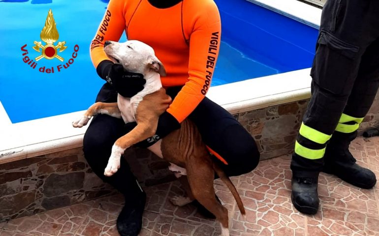 Capoterra, i Vigili del Fuoco salvano due cani caduti nella piscina di una struttura in costruzione