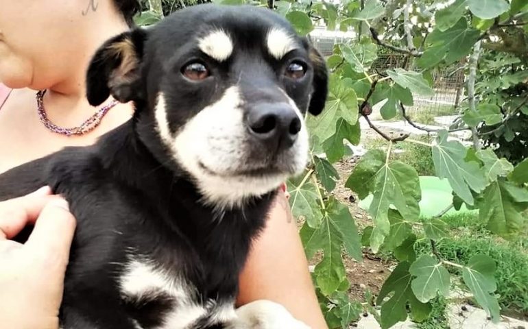 Darietto, abbandonato in campagna sotto alla pioggia incessante. Piccolo e dolcissimo, cerca casa