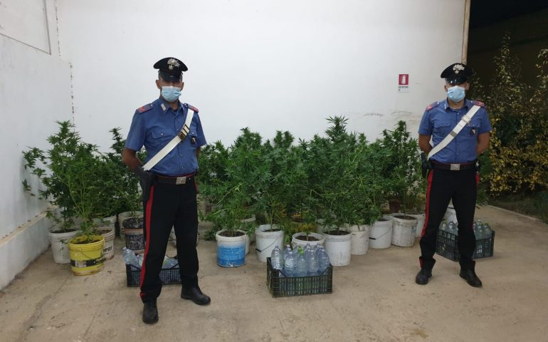 cannabis-settimo-san-pietro (1)