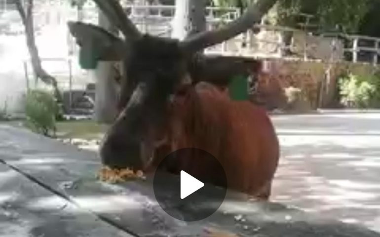 (VIDEO) Sardegna, Gravellu il simpatico cervo della Foresta di Montarbu