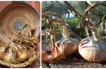 Lo sapevate? In Sardegna cresce una cipolla che non esiste in nessun altro luogo
