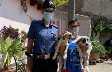 cuccioli-salvati-manda-carabinieri