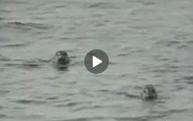 foca-monaca-sardegna