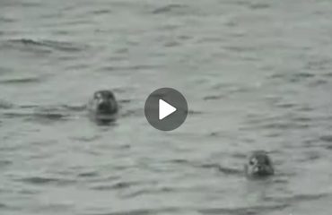 foca-monaca-sardegna