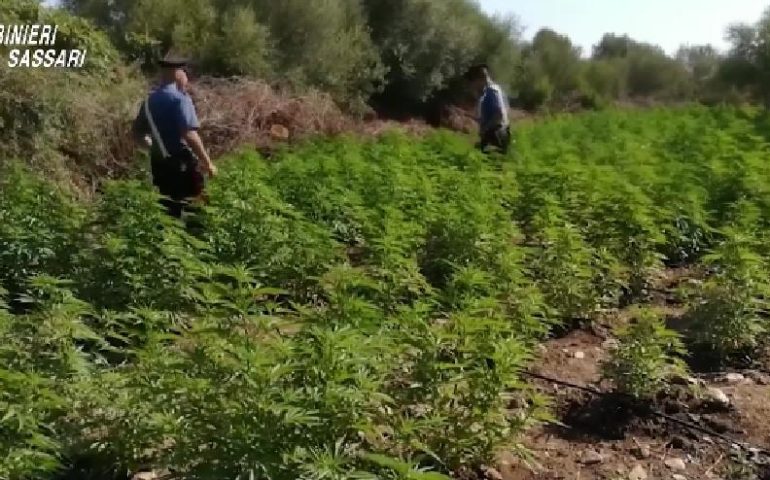 Sardegna, maxi operazione anti-droga: diversi arresti, denunce e 30mila piante di cannabis sequestrate