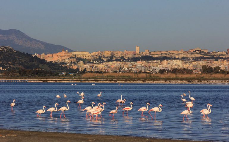 Lo sapevate? Perché lo stagno di Molentargius si chiama così?