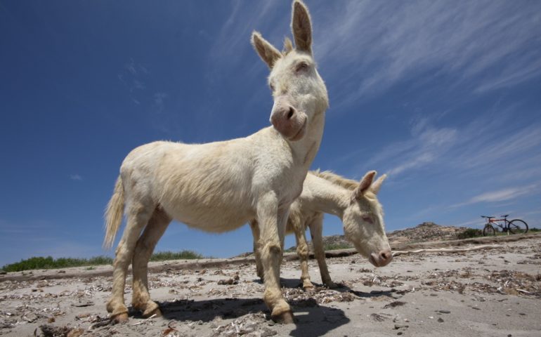 Lo sapevate? Perché gli asinelli dell’Asinara sono bianchi?